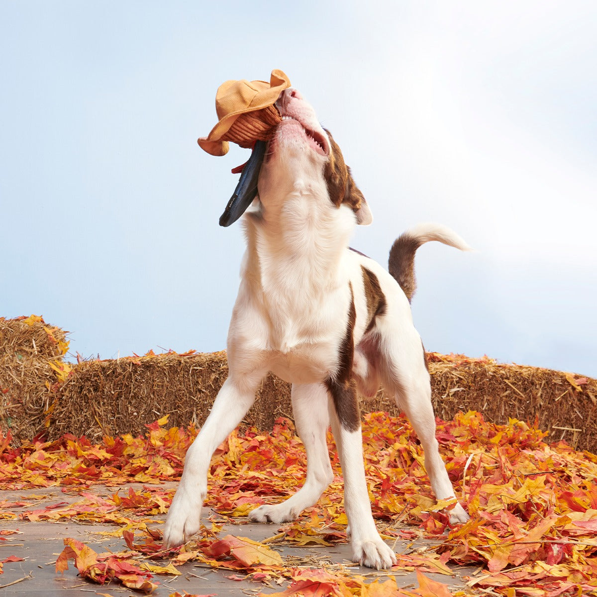 Shreddy Eddy the Scarecrow Super Chewer Durable 2-in-1 + Tug Dog Toy