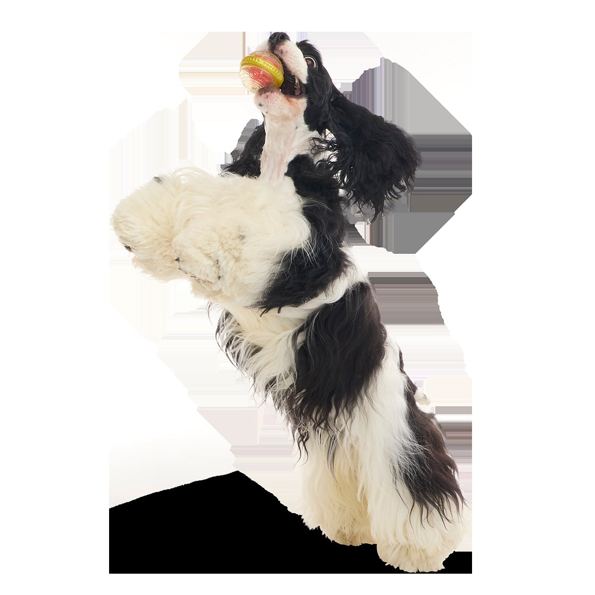 RemembrallTM Super Chewer Durable Fetch Dog Toy