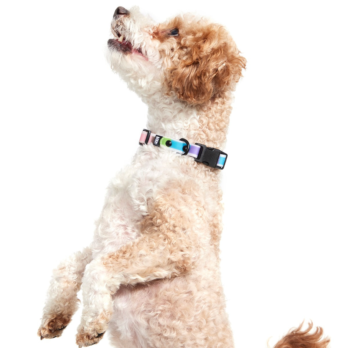 Pride Dog Walking Gear Bundle