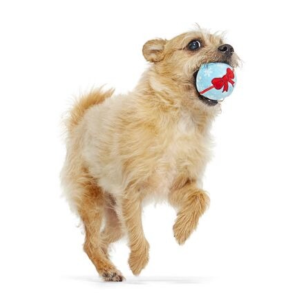 Wripping Pupper Ball Durable Super Chewer 2-in-1 Rip and Reveal Dog Toy
