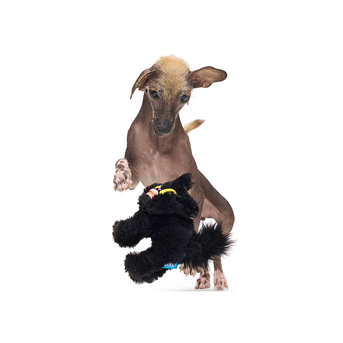 Scaredy Cat Plush Tug Dog Toy