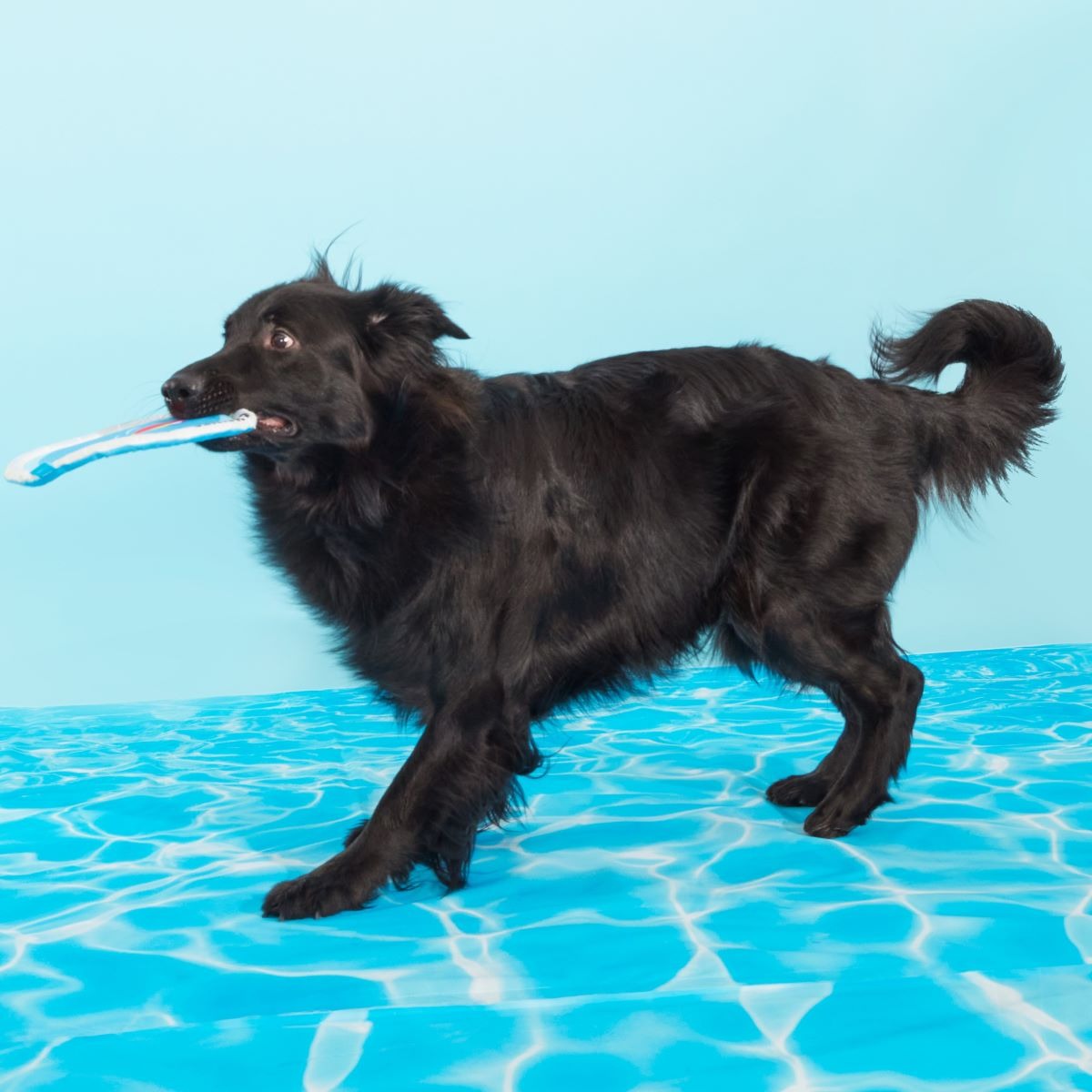 Deep End Disc Plush Fetch Dog Toy