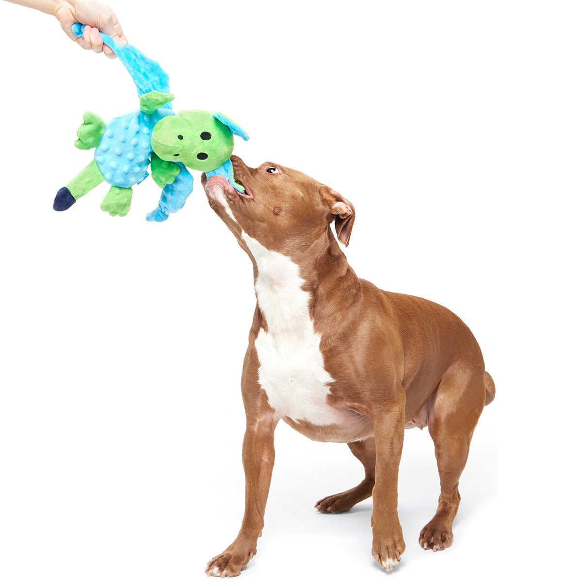 Humbert the Dragon Plush Tug Dog Toy