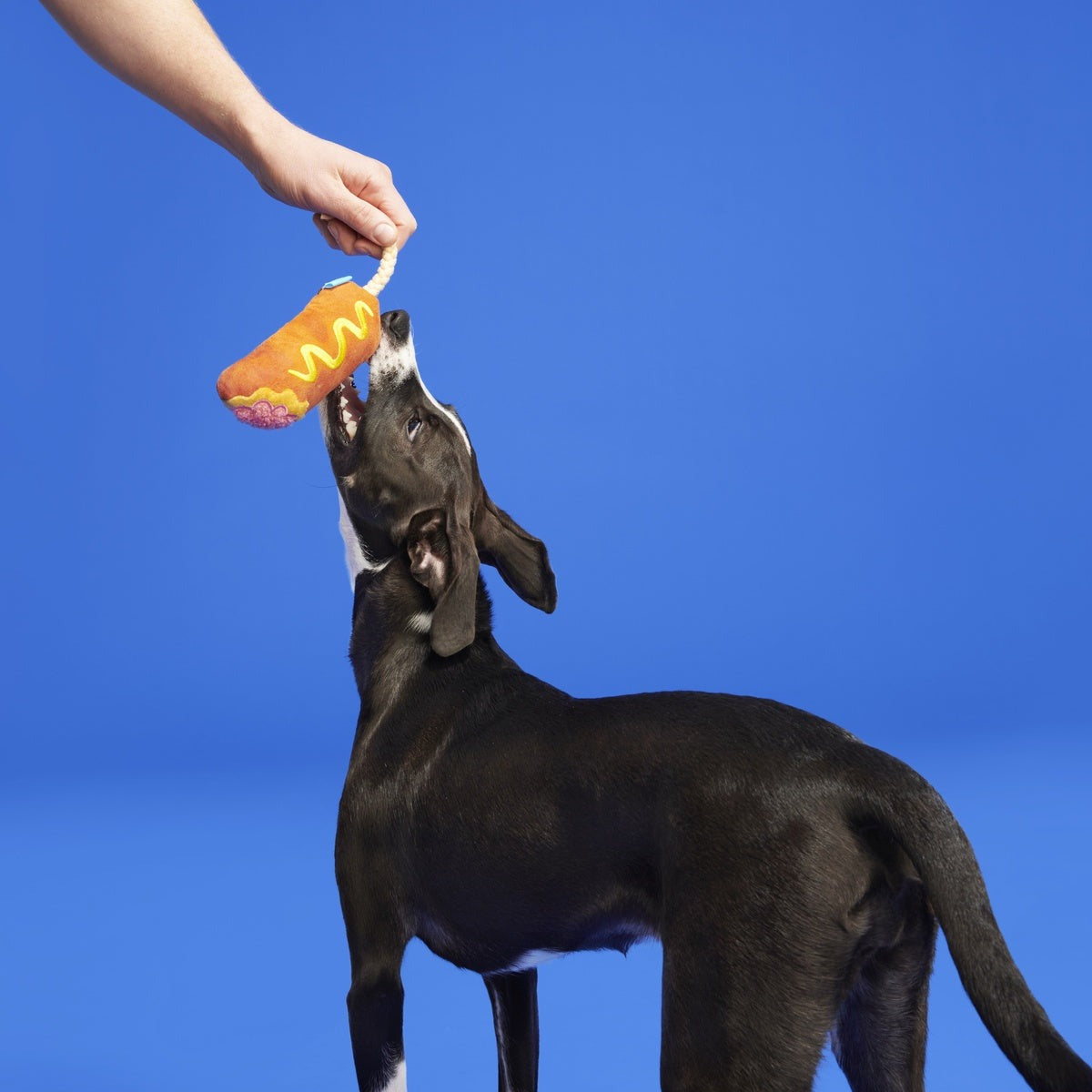 Corn Dog Tug Plush Rope Dog Toy