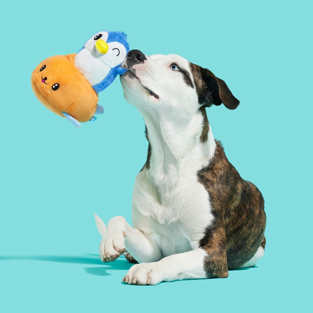 Santiago Seal Plush 2-in-1 + Tug Dog Toy