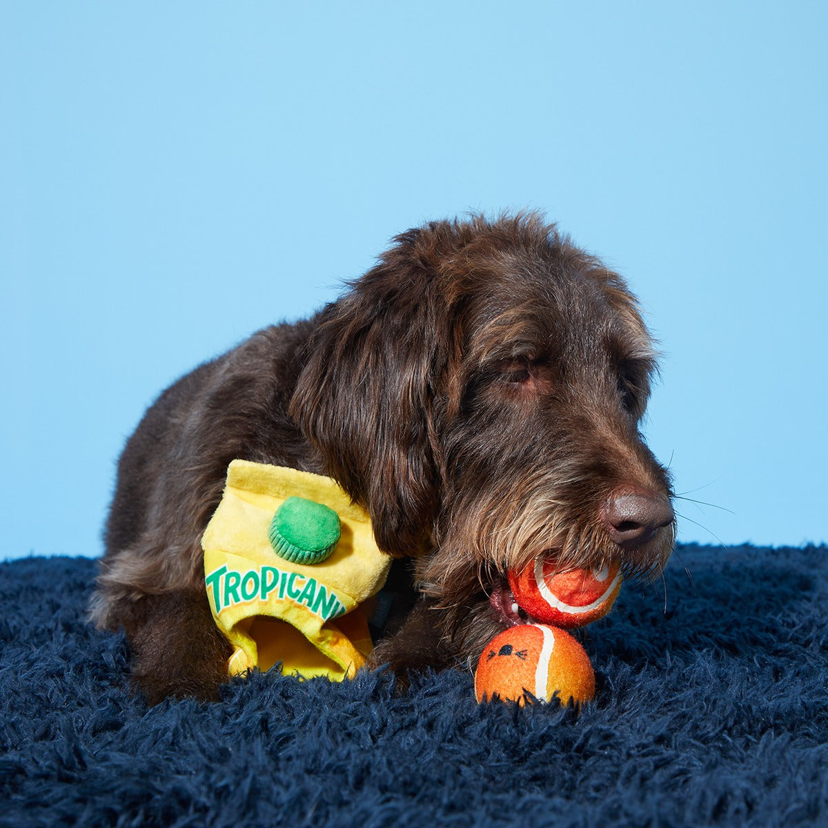 Fresh Squeaked OJ Plush Multi-Part + Enrichment + Fetch Dog Toy