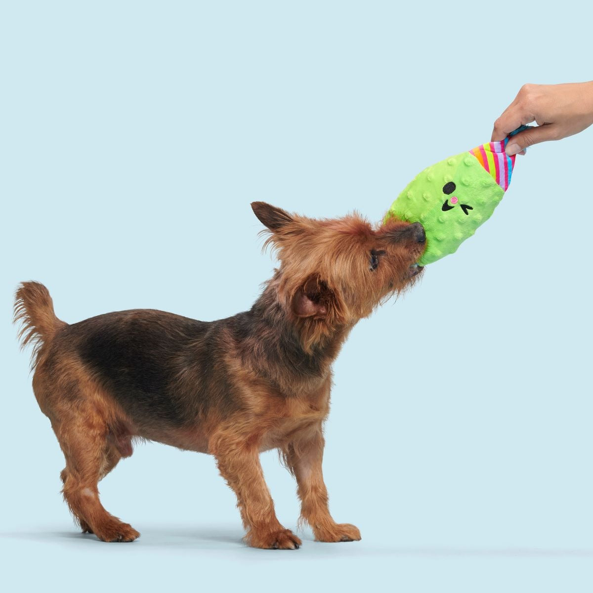Party Pickle Pedro Plush Tug Dog Toy