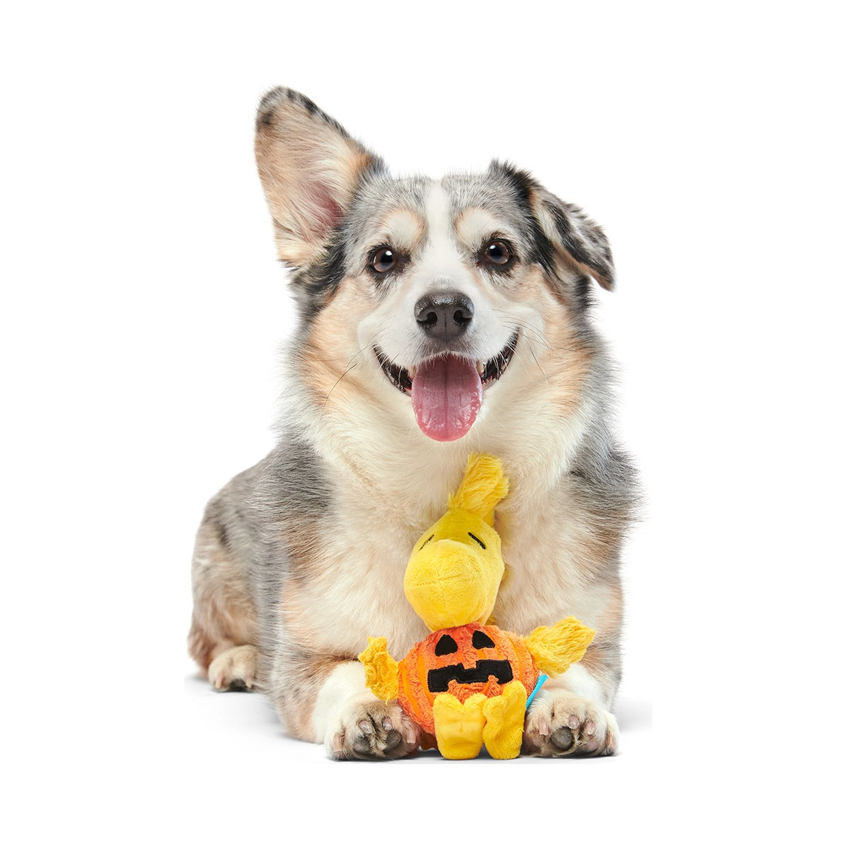 Trick-Or-Tweet Plush Tug Dog Toy