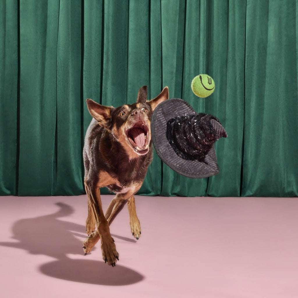 Elphaba's Ozdust Hat Plush 2-in-1 + Fetch Dog Toy