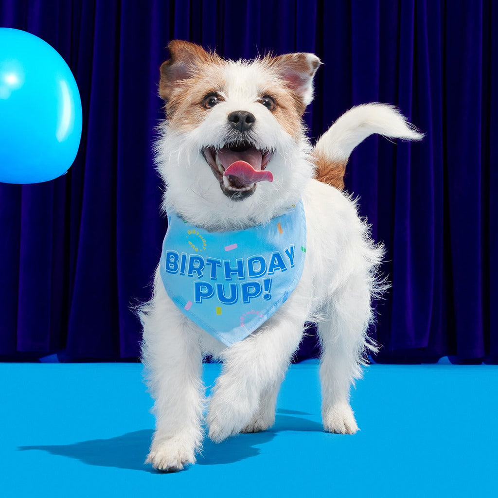 Birthday Super Chewer Box (Toy-Only) - One Month Gift Box