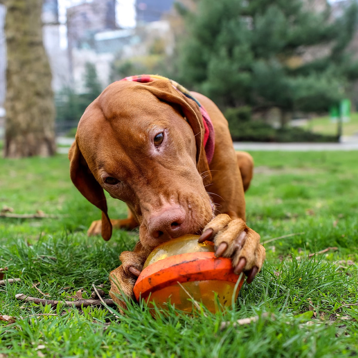 Nebula Super Chewer Durable Fetch + Enrichment Dog Toy