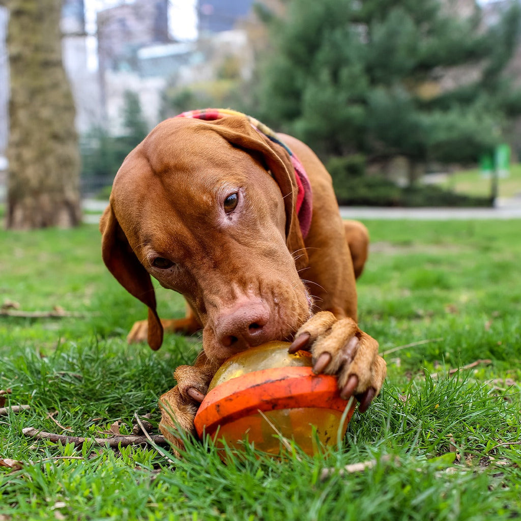 Nebula Super Chewer Durable Fetch + Enrichment Dog Toy