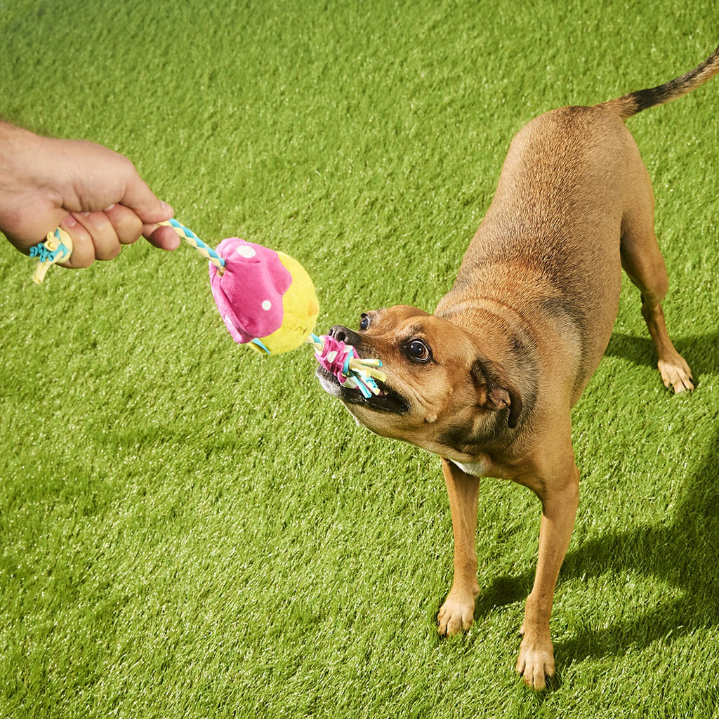 Peep-A-Bird Plush Tug Dog Toy