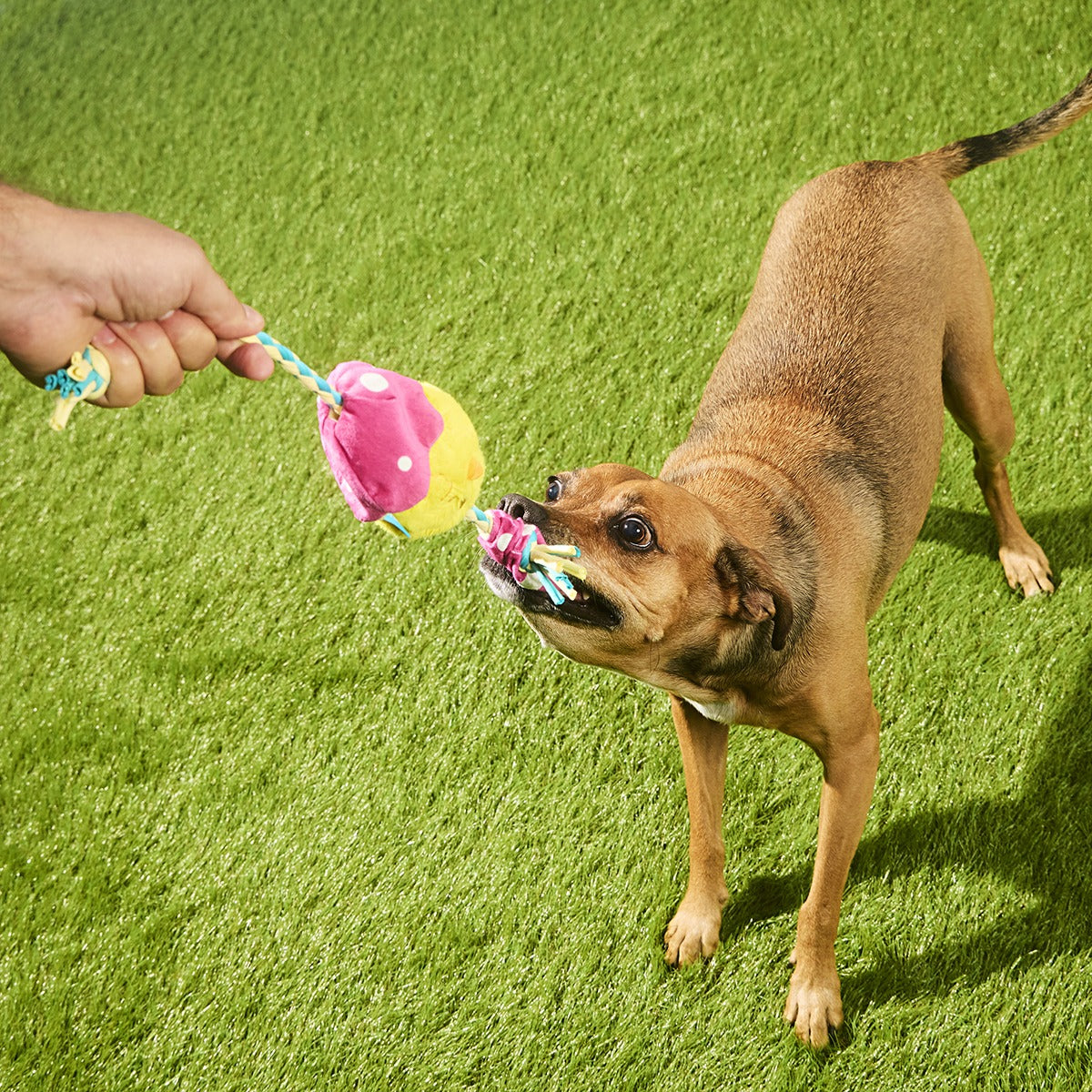 Peep-A-Bird Plush Tug Dog Toy