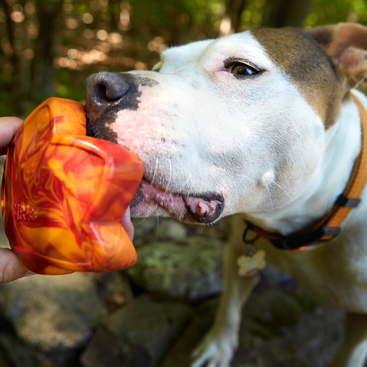 Mighty Maple Leaf Super Chewer Durable Gnaw Dog Toy