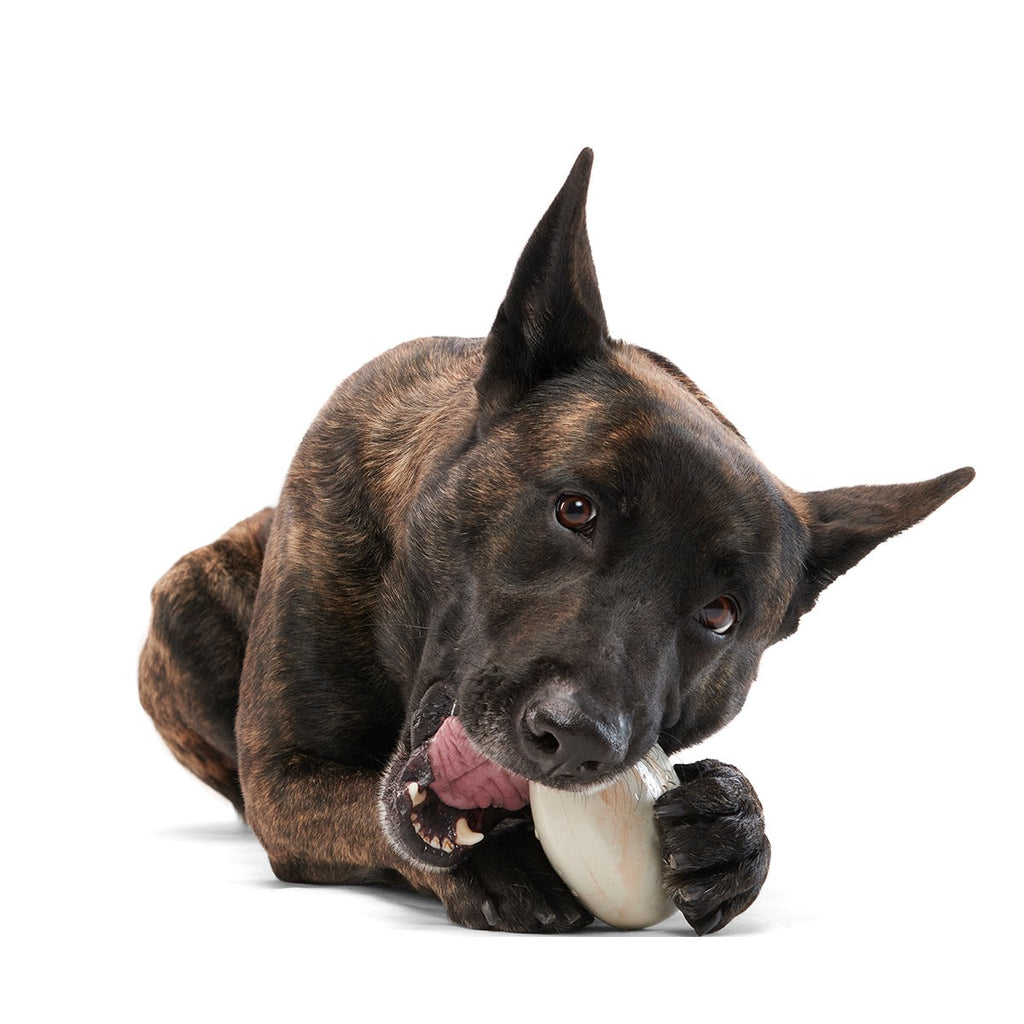 Snack Dollar Super Chewer Durable Enrichment + Fetch Dog Toy