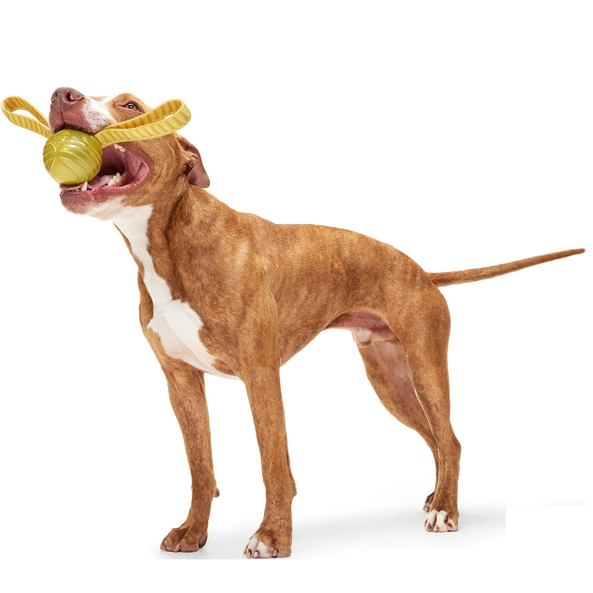 The Golden SnitchTM Super Chewer Durable Tug + Fetch Dog Toy