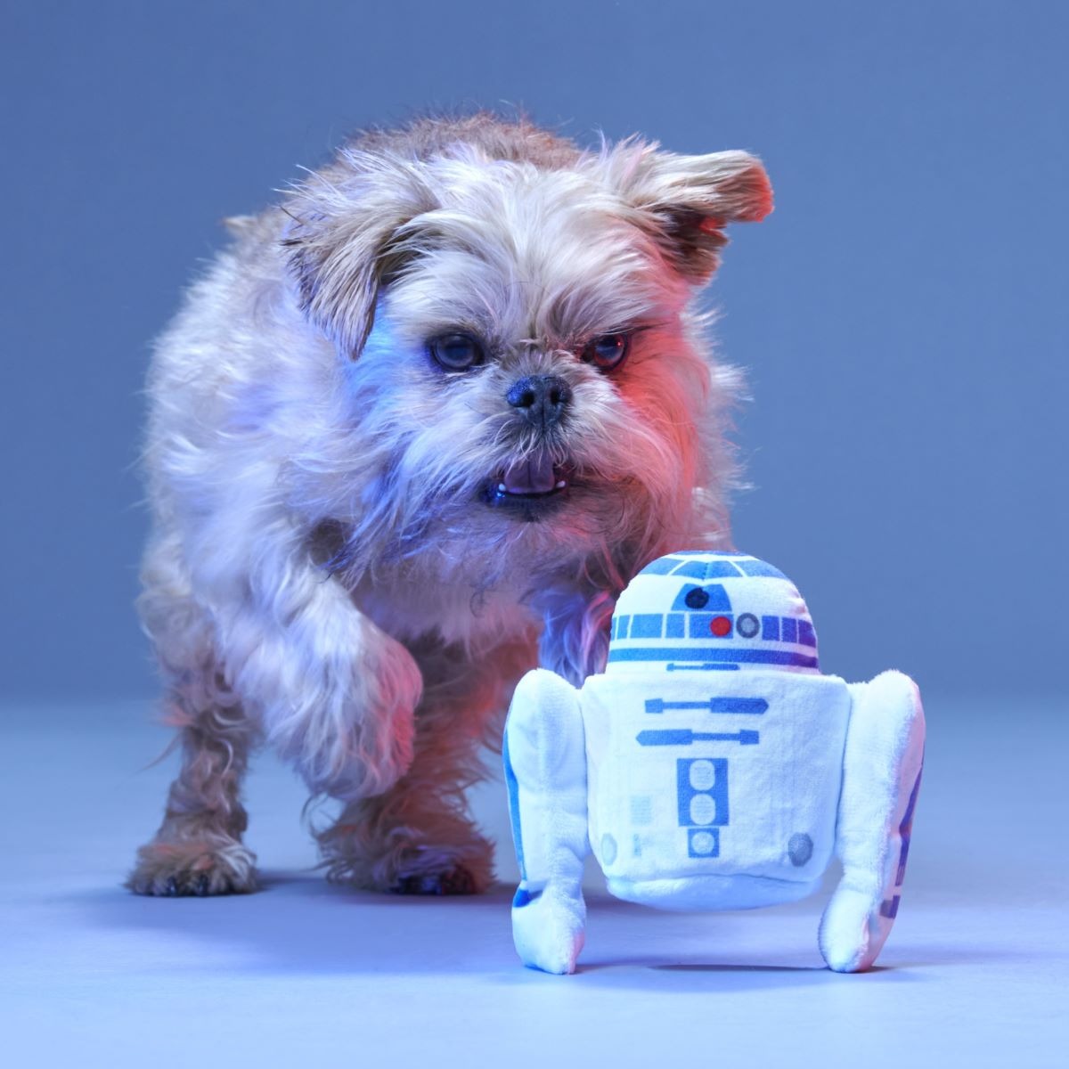 Light Side Star WarsTM Plush Bundle 2-in-1 + Tug Dog Toy