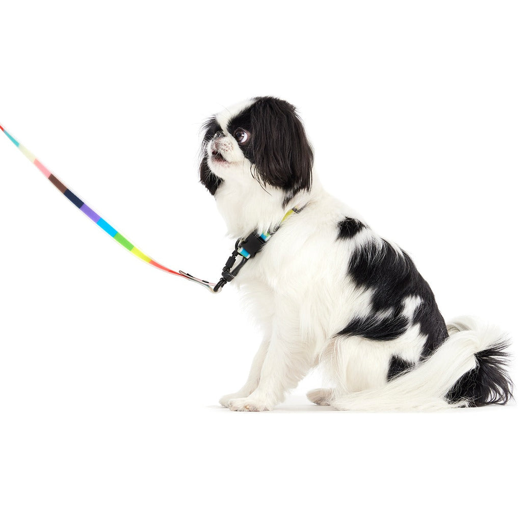 Pride Dog Walking Gear Bundle
