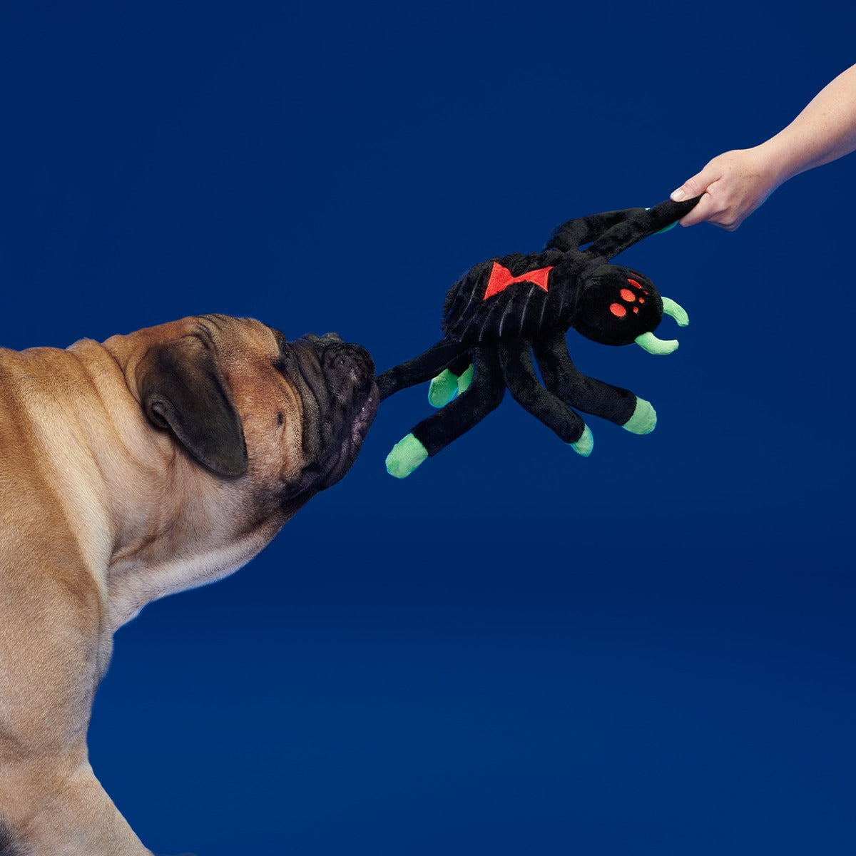 Dark Web Designer Plush Extra-Large + Tug Dog Toy