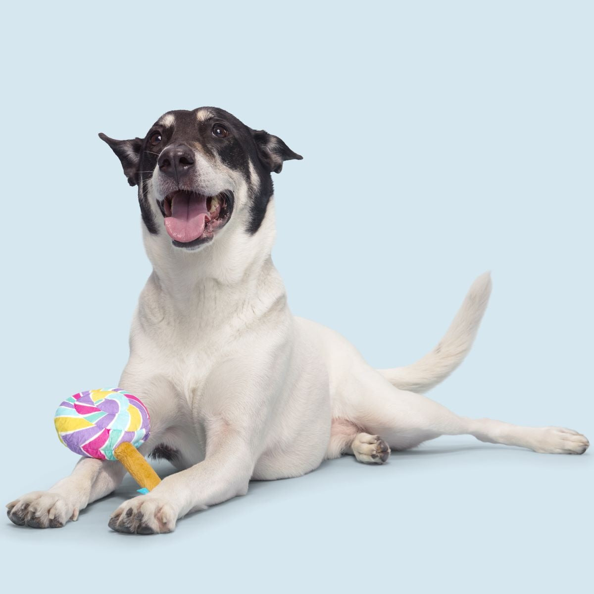 Lick-A-Lot Lollipop Plush Tug Dog Toy