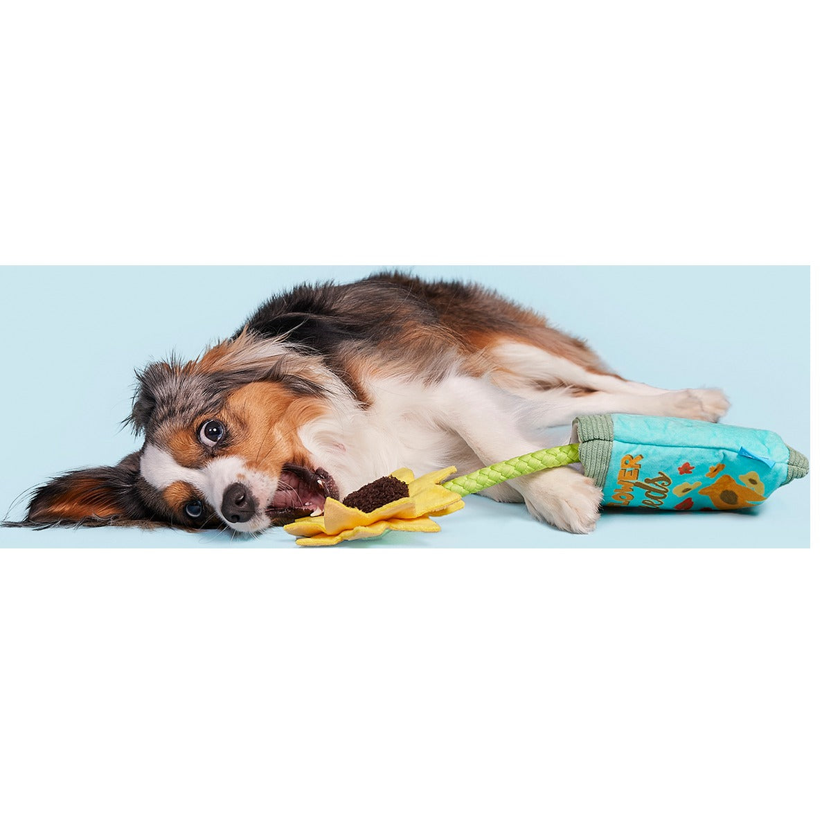 Funflower Seeds Plush Tug Dog Toy