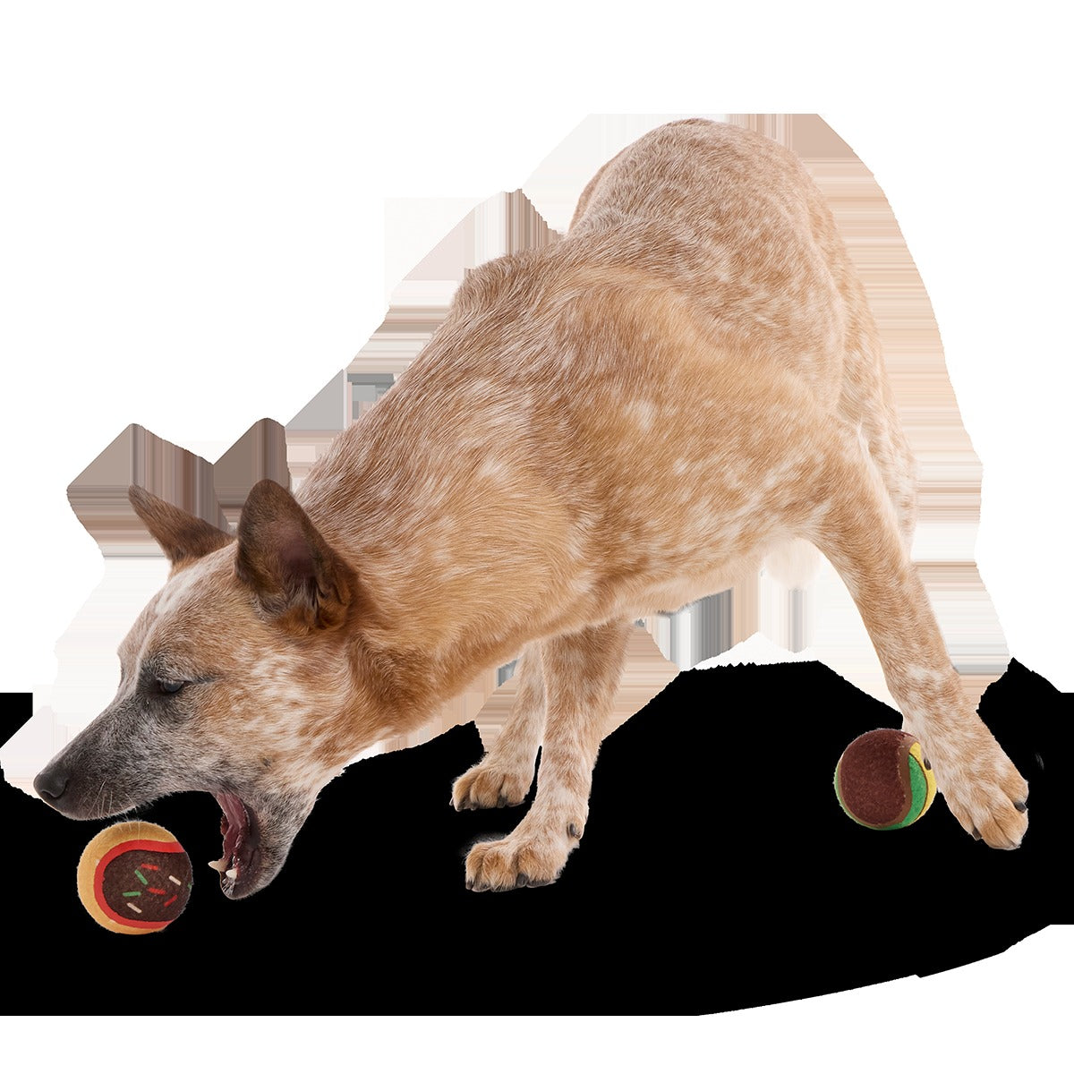 Ballscoti Cookies Plush Multi-Part Fetch Dog Toy