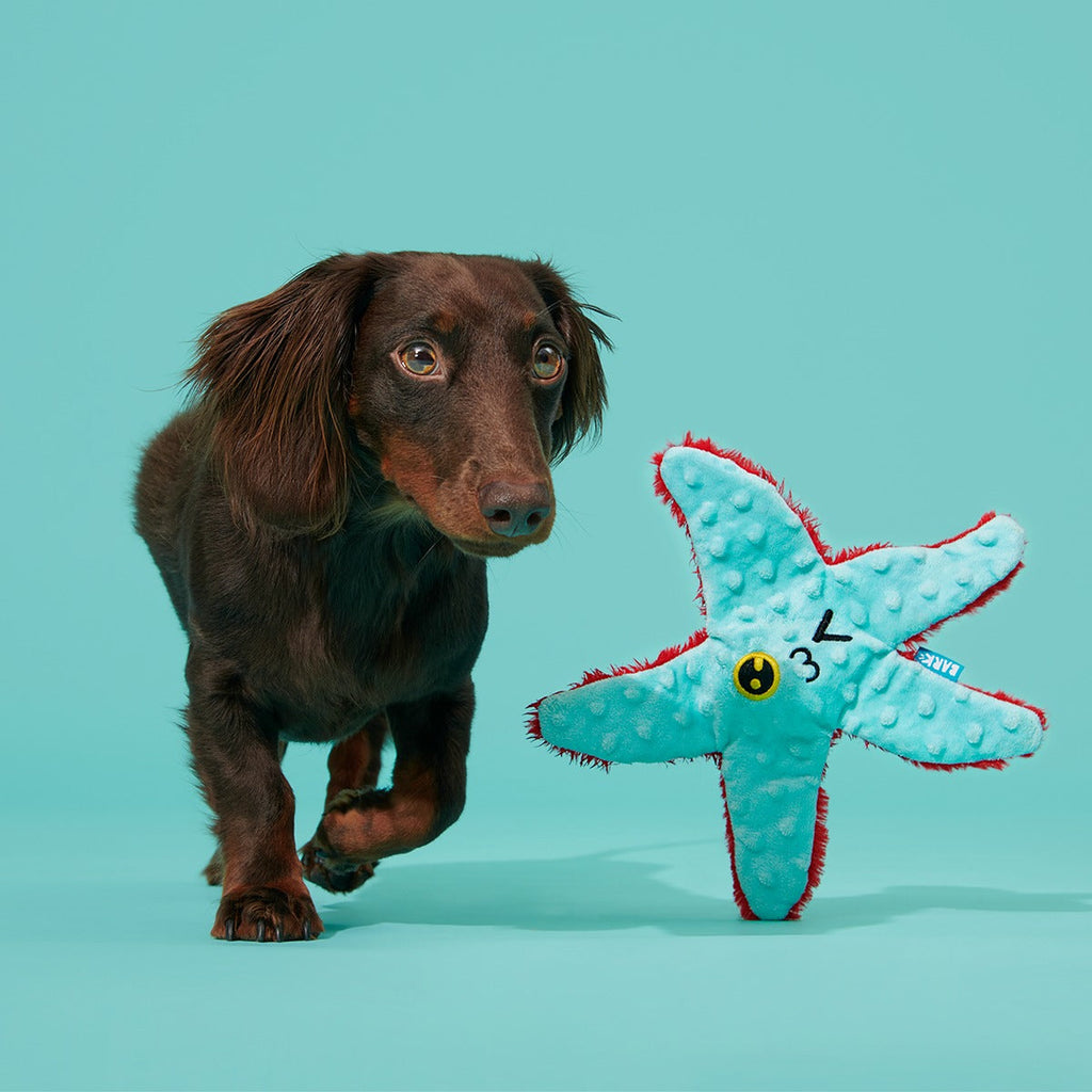 Carl Starfish Plush Tug Dog Toy