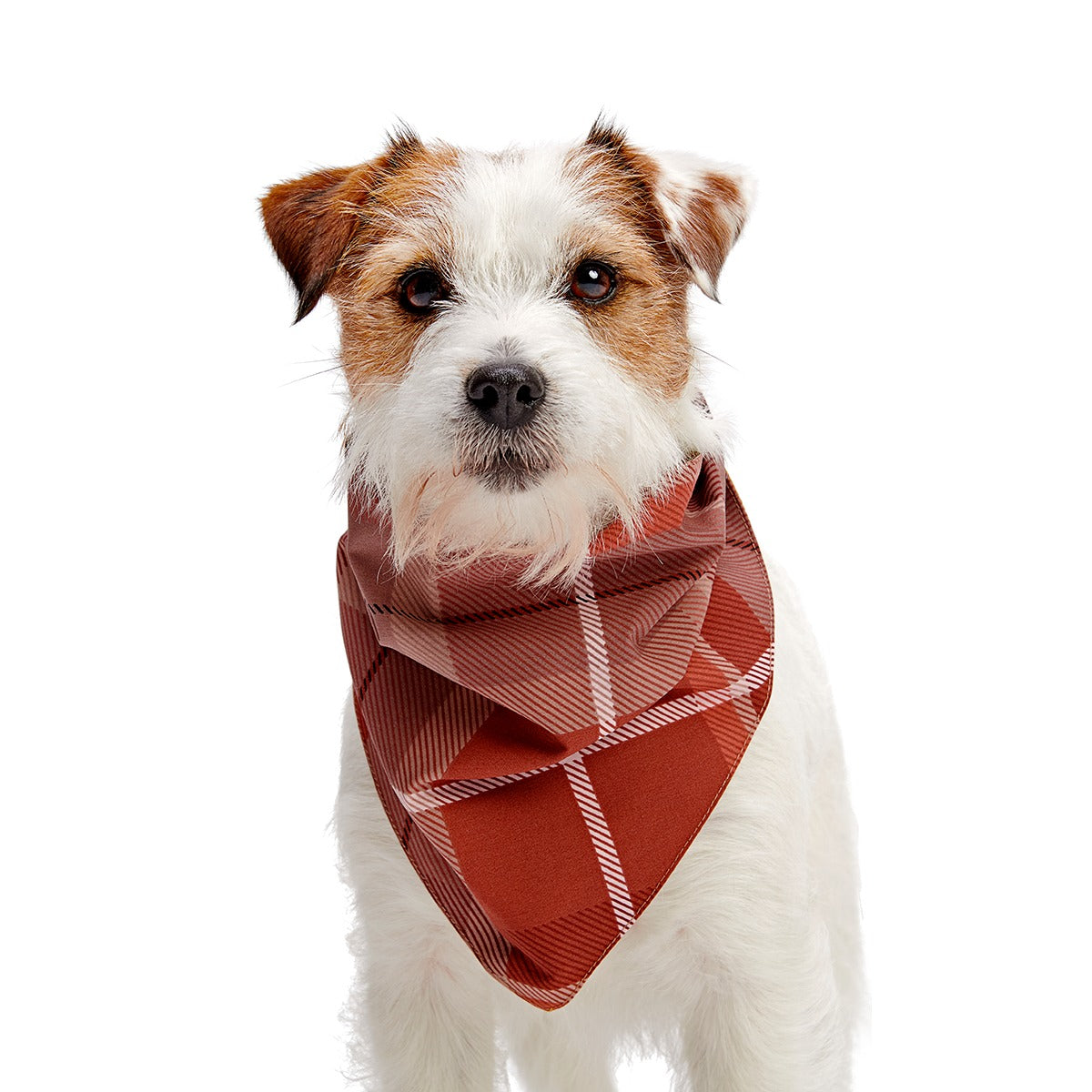 Fall Reversible Dog Bandana