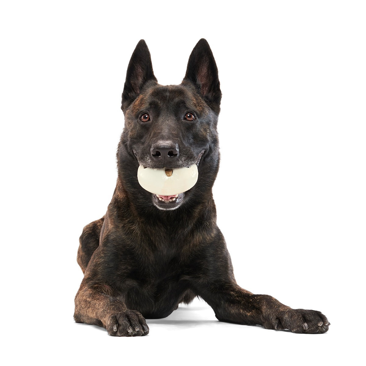 Snack Dollar Super Chewer Durable Enrichment + Fetch Dog Toy
