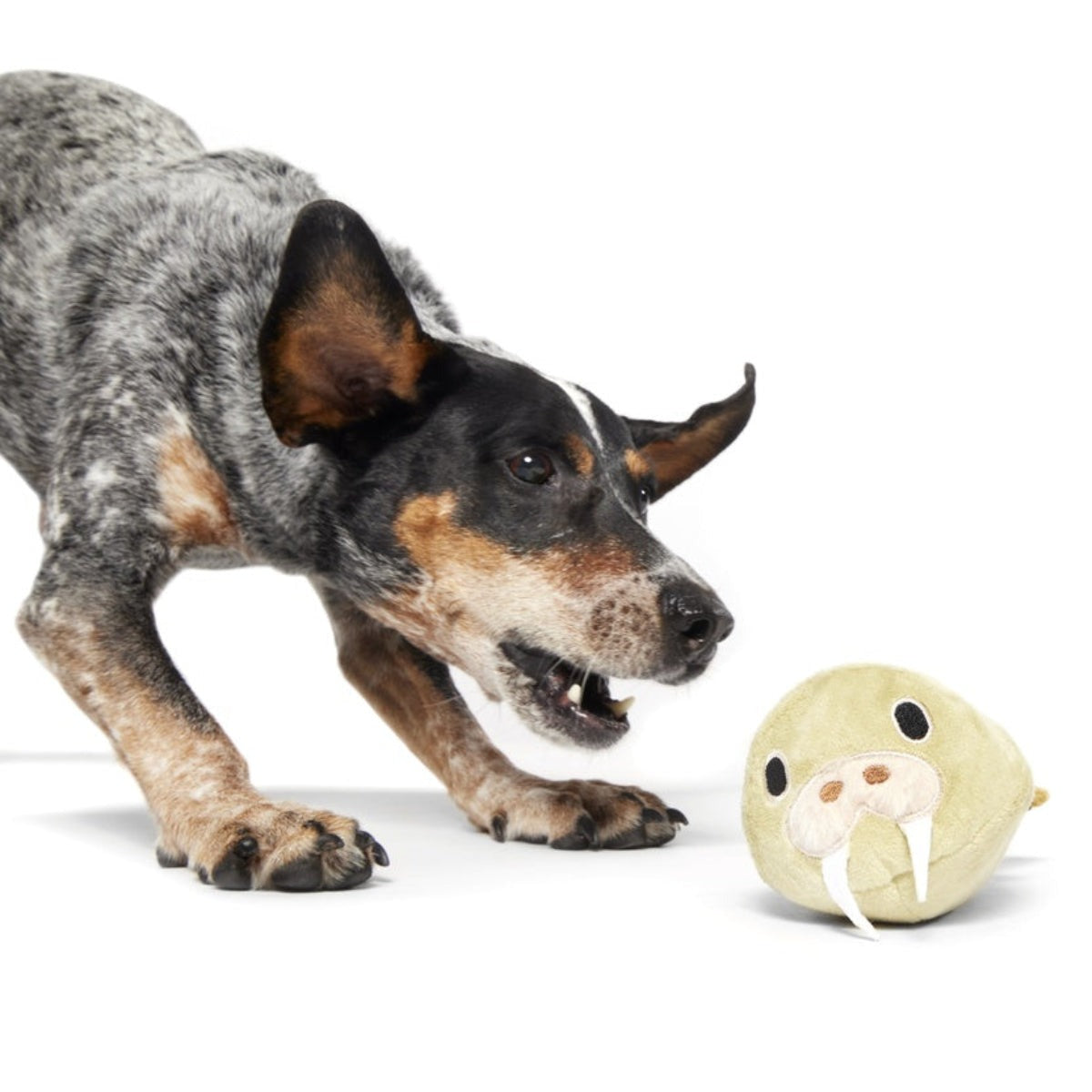 Full Belly Wally Super Chewer Durable 2-in-1 Dog Toy
