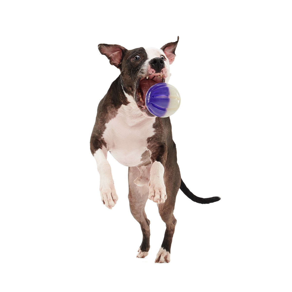 Nepzoom Super Chewer Durable Enrichment + Fetch Dog Toy
