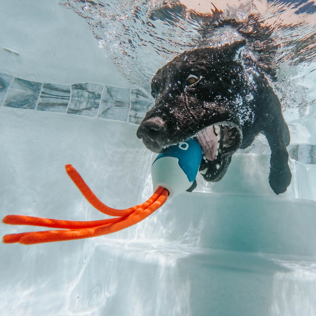 Squidwhip Super Chewer Durable Tug Dog Toy