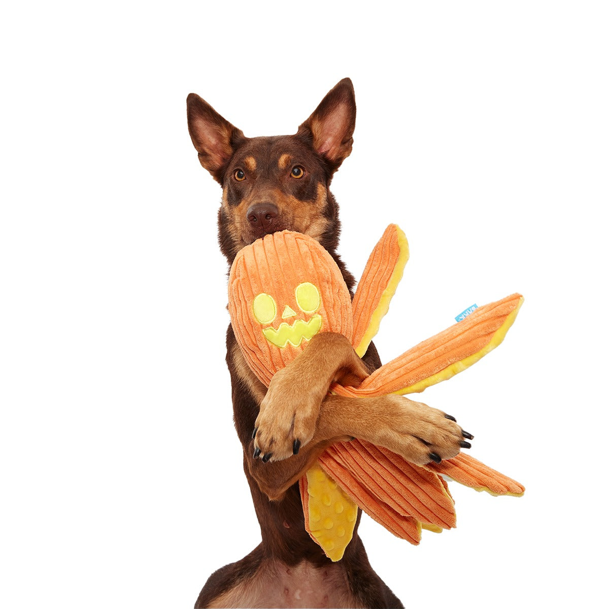 Jack-Ollie Lantern Plush Tug Dog Toy