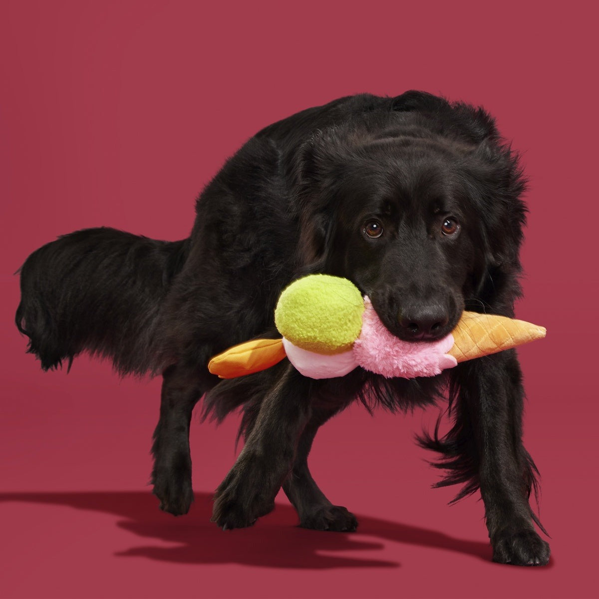 D'oggo Gelato Plush Tug Dog Toy
