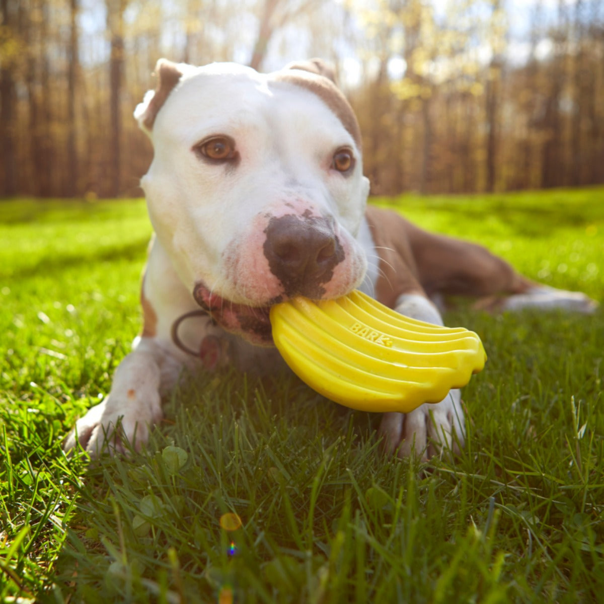 Tuffles Potato Chip Super Chewer Durable Gnaw Dog Toy