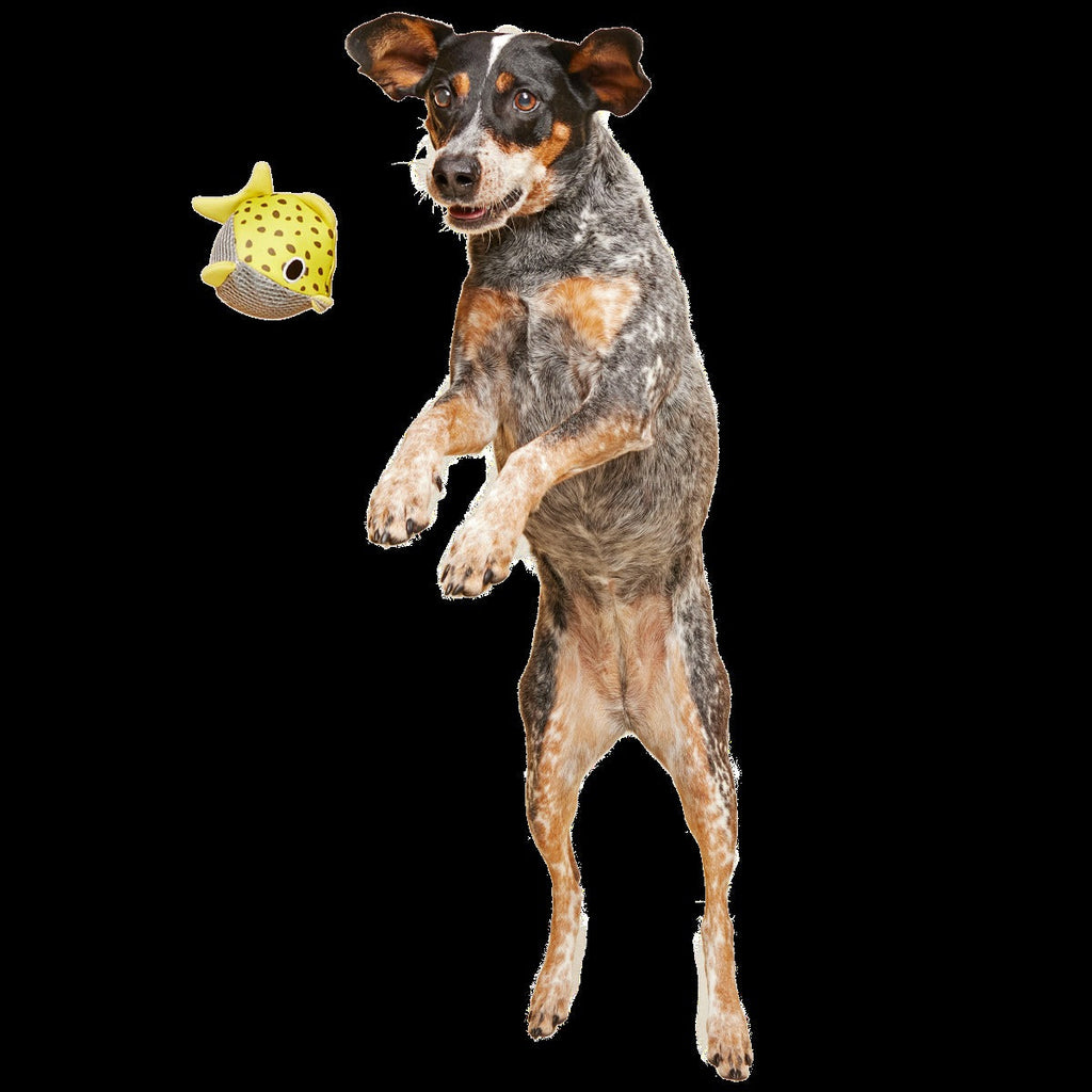 Blowfetch Super Chewer Durable 2-in-1 + Fetch Dog Toy