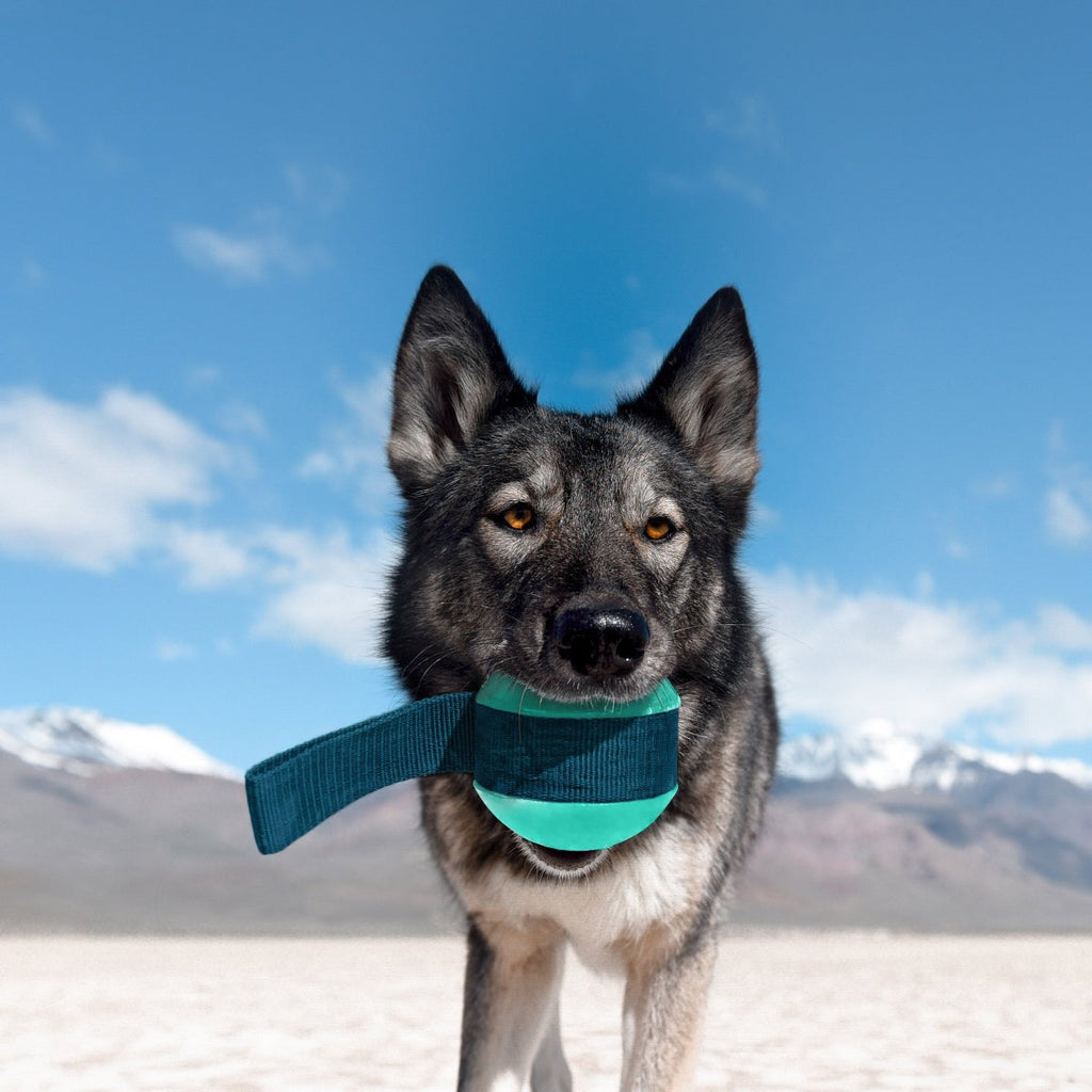 Shooting Star Super Chewer Durable Fetch + Tug Dog Toy