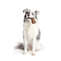 Yummy Bunny Super Chewer Durable Gnaw Dog Toy