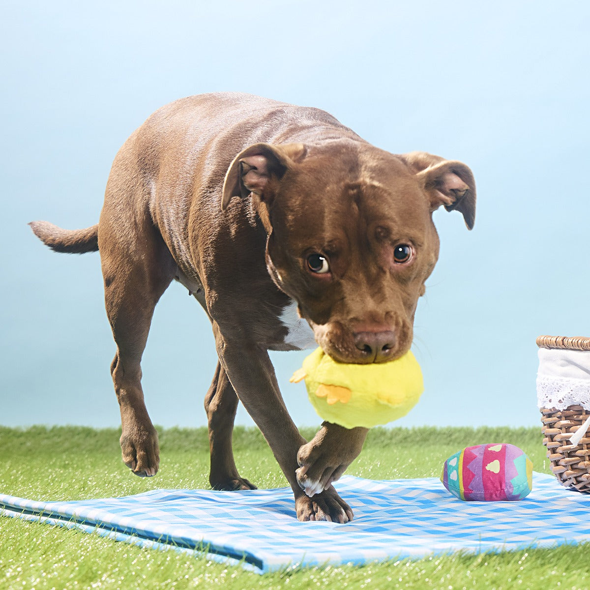 Chickie Poo Plush Multi-Part + Fetch Dog Toy