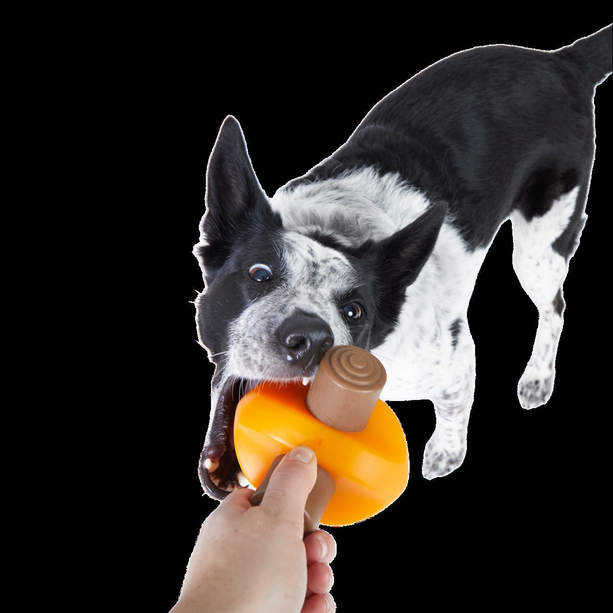 Chompfire Super Chewer Durable Gnaw Dog Toy