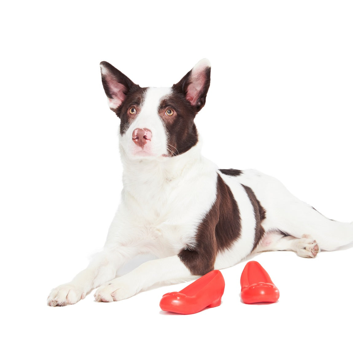 Furiends of Dorothy Multi-Part + Gnaw Dog Toy