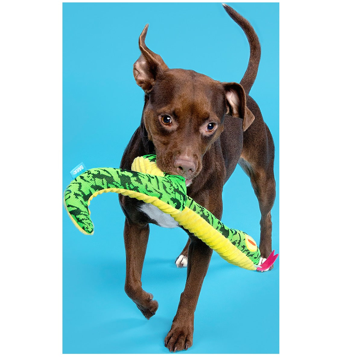 Sssssssssteve Plush XXL Tug Dog Toy