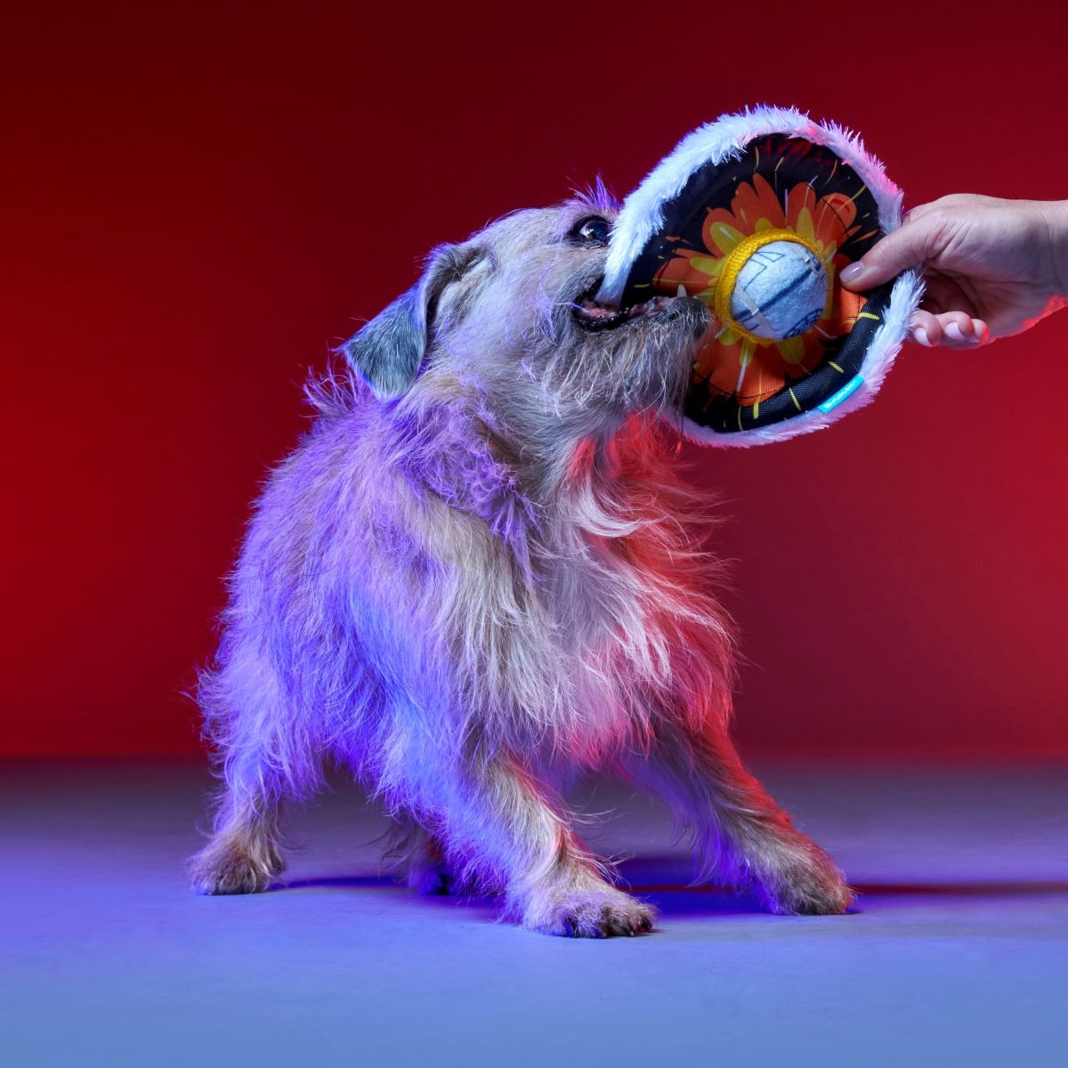 That's No Moon Plush Multi-Part + Tug + Fetch Dog Toy