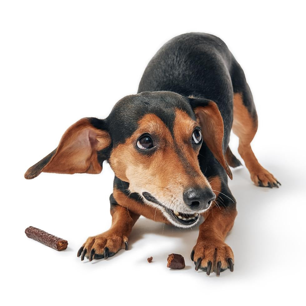 Duck Thinkers Stick Duck Soft & Chewy Dog Treats