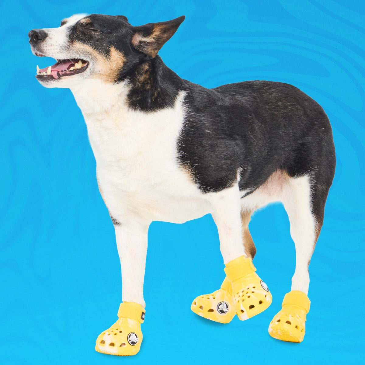CrocsTM Shoes For Dogs