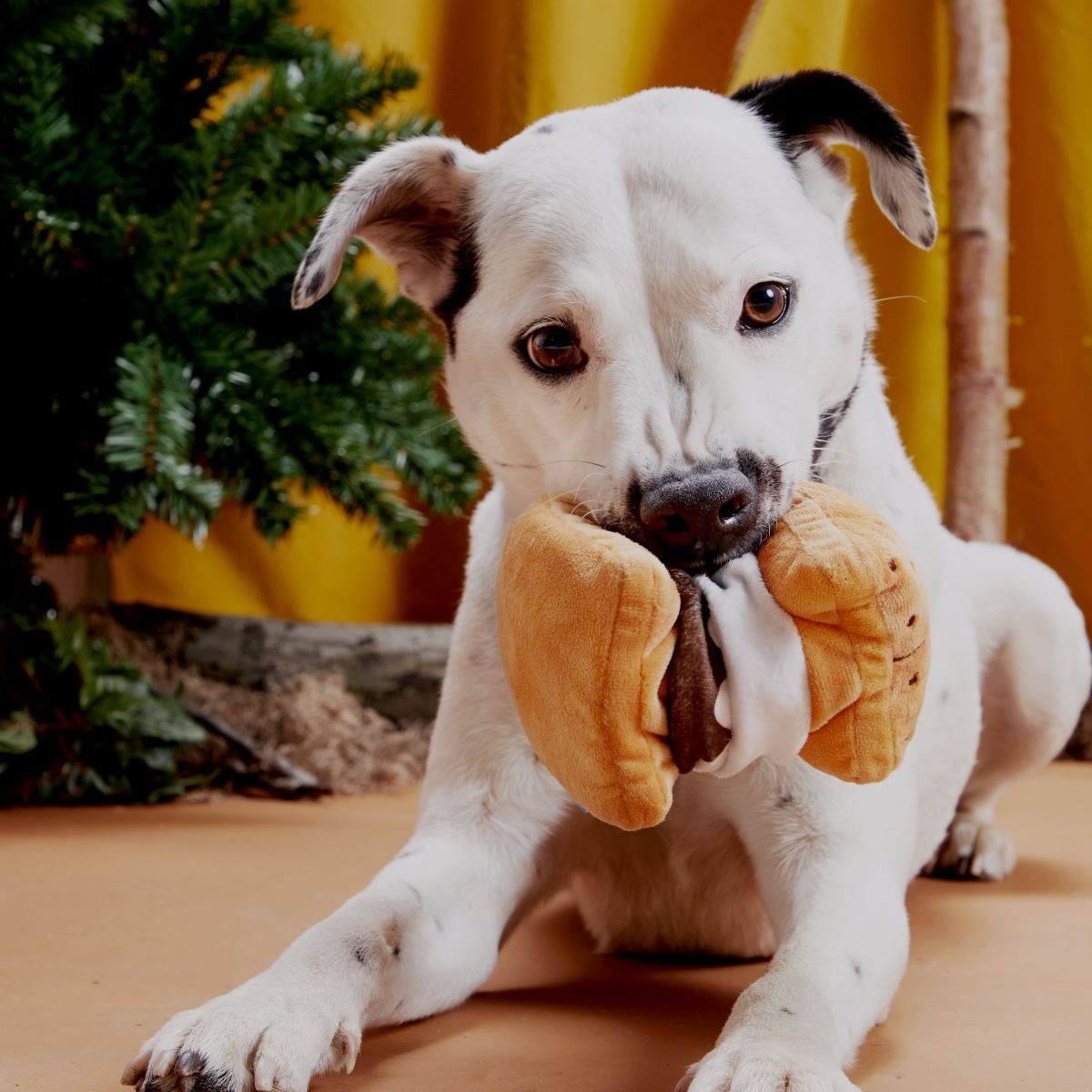 More S'mores Plush Tug Dog Toy