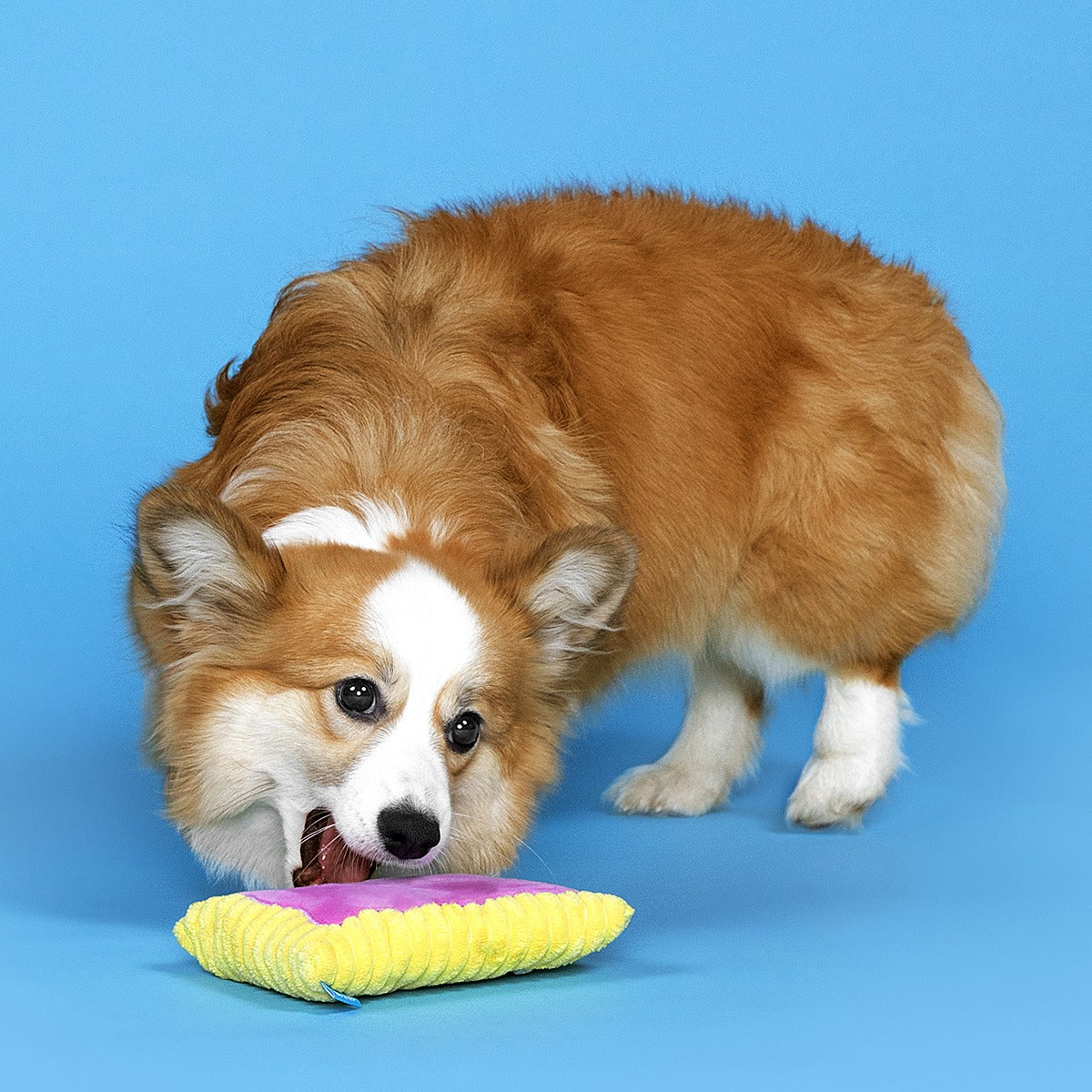 Pup Tart Plush Tug Dog Toy