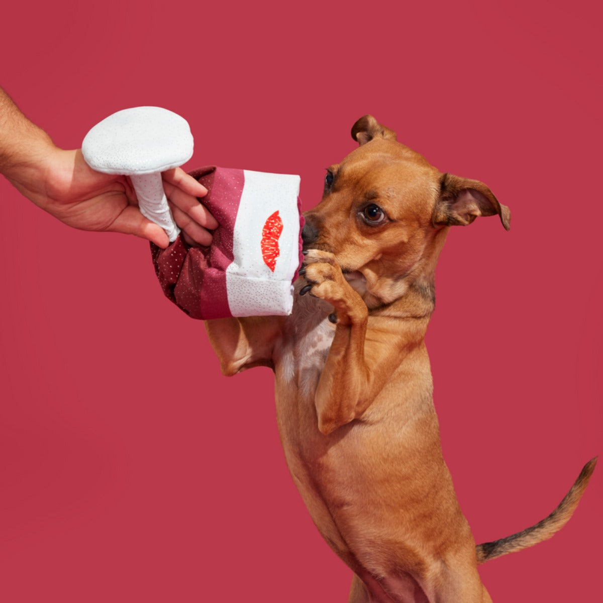Grrrrande Vino Plush Extra-Large + Tug Dog Toy