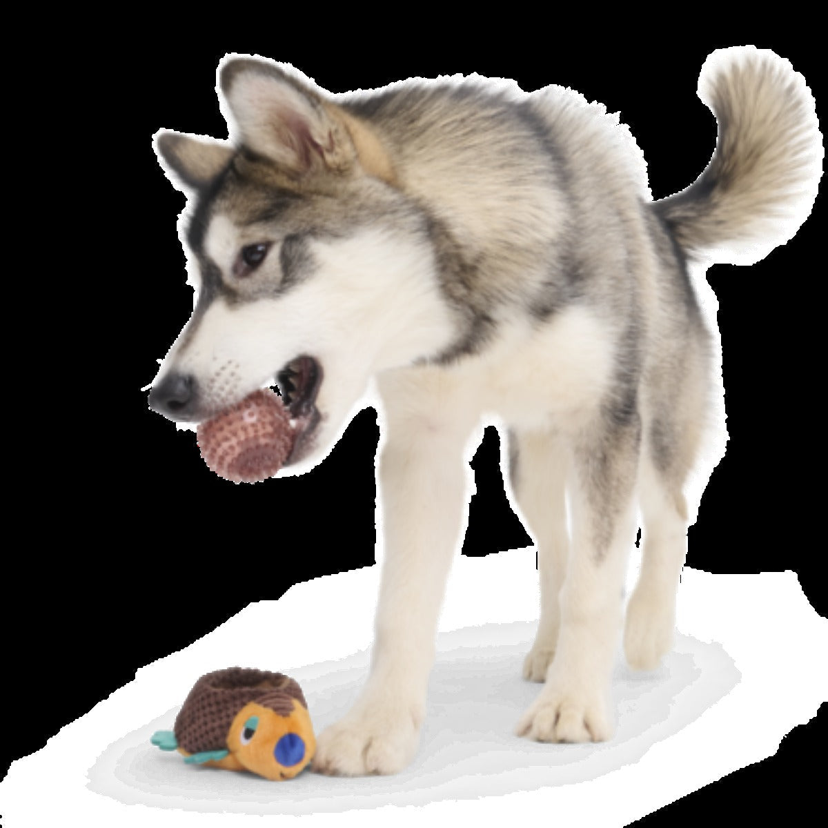Don The Glyptodon Plush Multi-Part Dog Toy